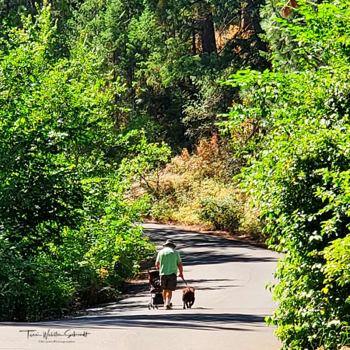 Walking dogs on the Centennial Trail