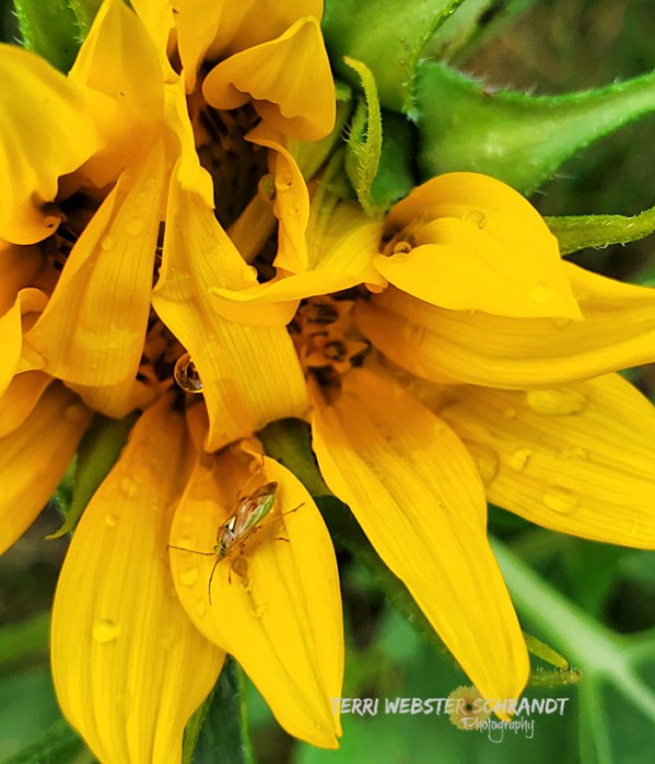 bug on sunflower