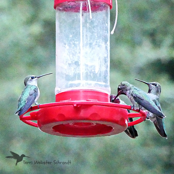 Michigan Bluff Annas Hummingbirds