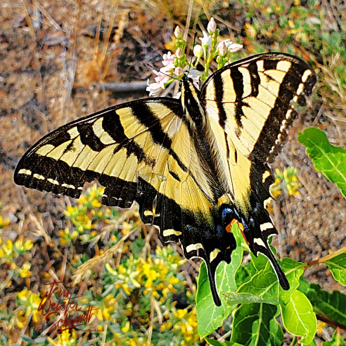 Yellow swallowtail butterfly
