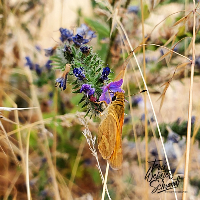 close-up butterfly