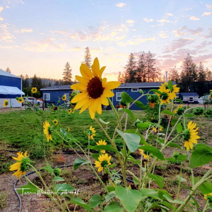 sunflowers dawn view