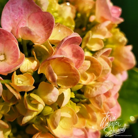 autumn hydrangea