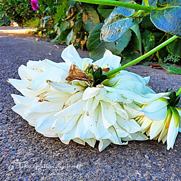 fallen dahlia