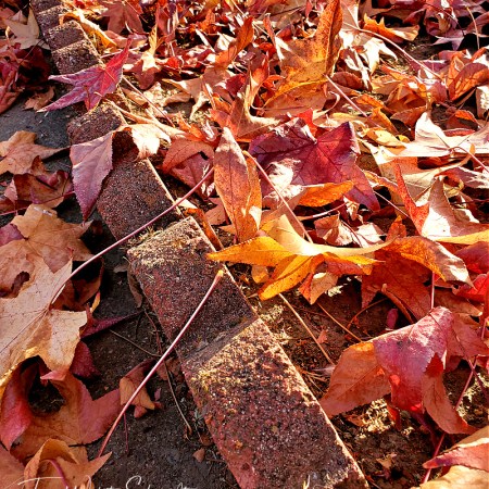 fallen leaves