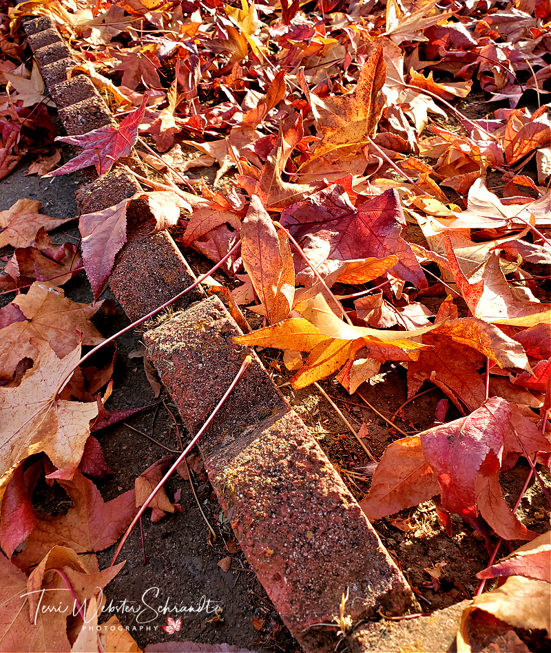 Wordless Wednesday: Leafy Loveliness–the Final&nbsp;Fall