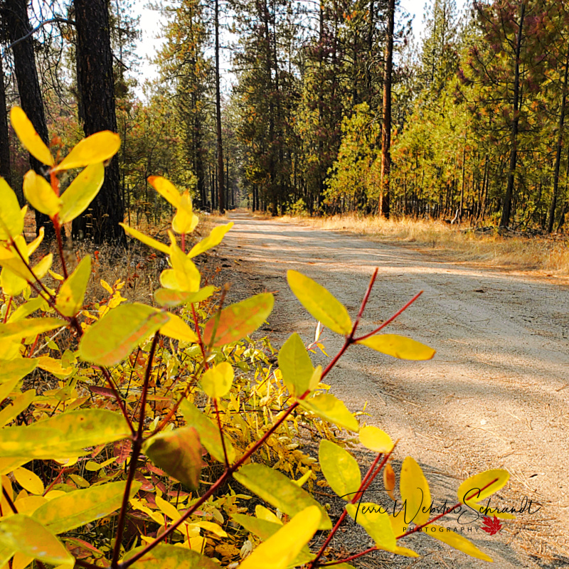 #WordlessWednesday: The Call of Autumn&nbsp;Trails