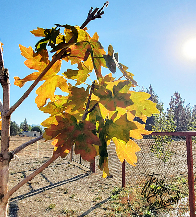 Sunday Stills: Someone Planted a&nbsp;#Tree