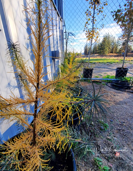 Young larches and aspens