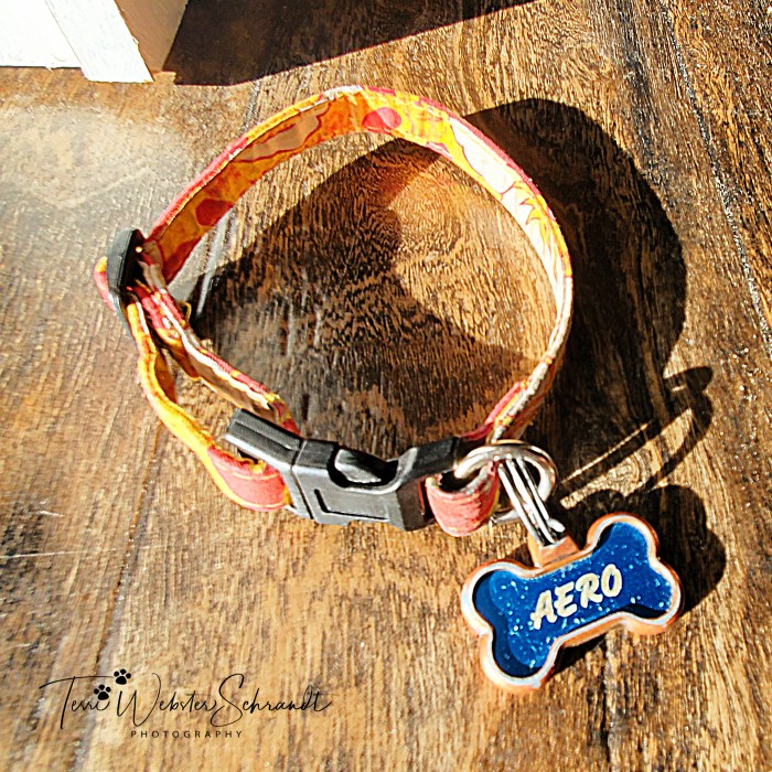 Aero's Orange Collar