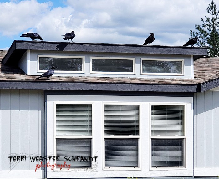 Five juvenile ravens