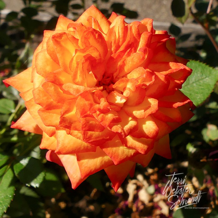 Orange molten rose
