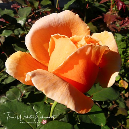 Light orange rose