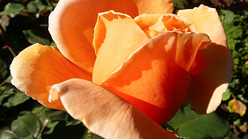 Light orange rose