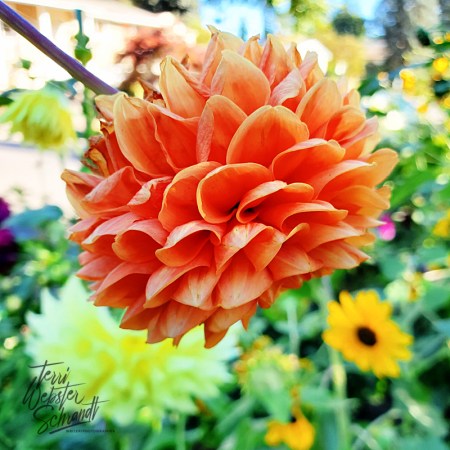 Floating Orange Dahlia
