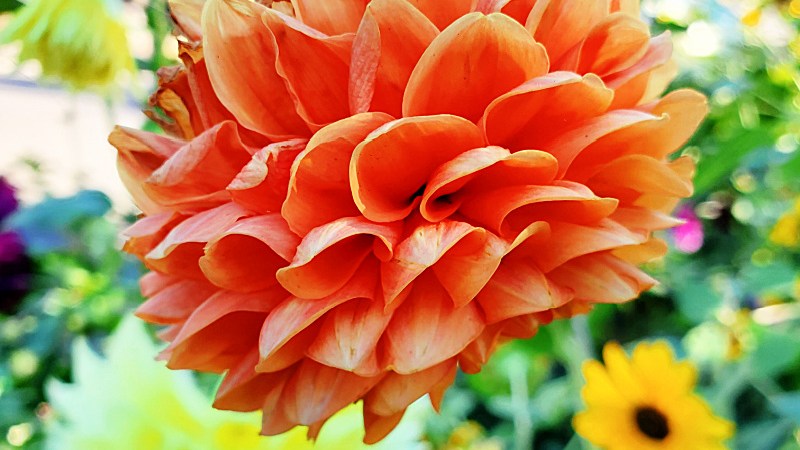 Floating Orange Dahlia