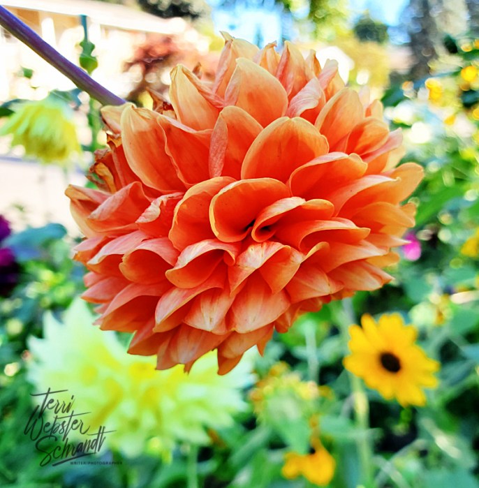 Floating Orange Dahlia