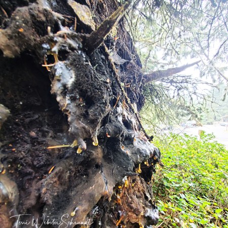 mysterious Tree growth