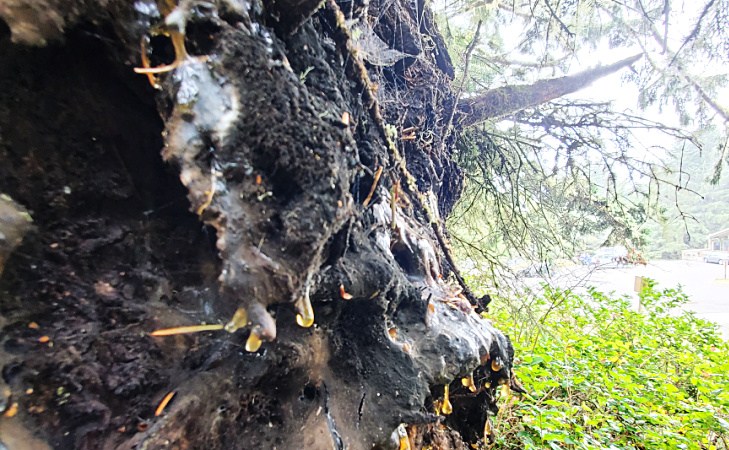mysterious Tree growth
