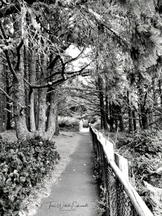 Cape Meares Cliff Trail