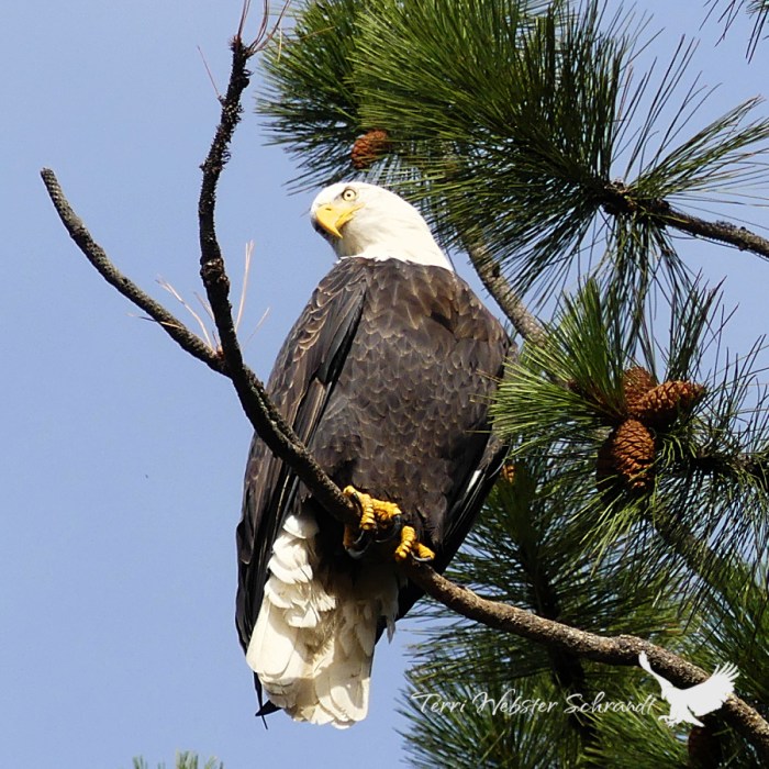 American Bald Eagle