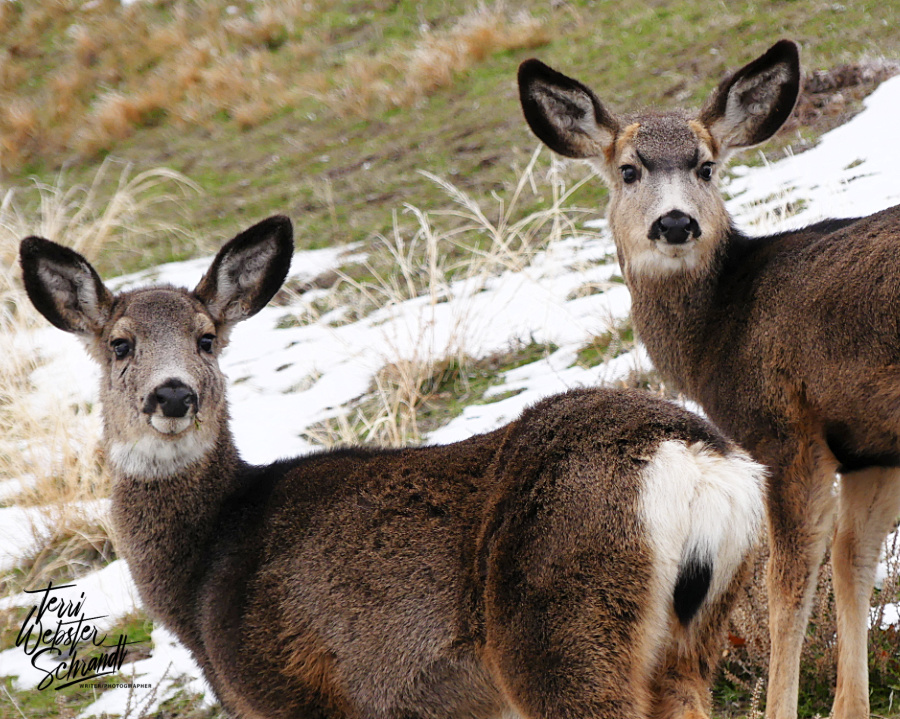 #WordlessWednesday: Walking Amidst&nbsp;Wildlife