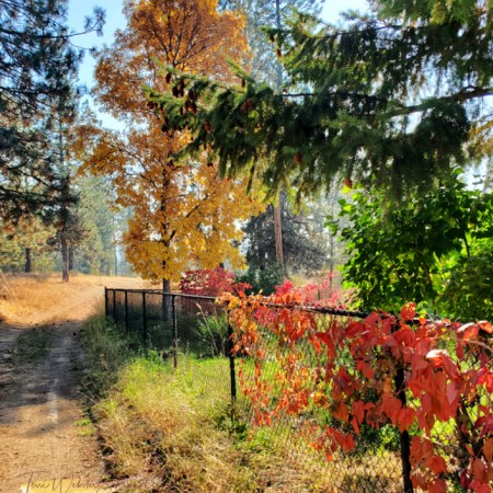 Rural Autumn Path