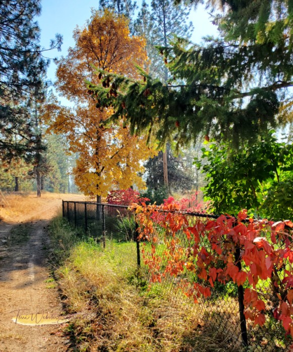 Rural Autumn Path
