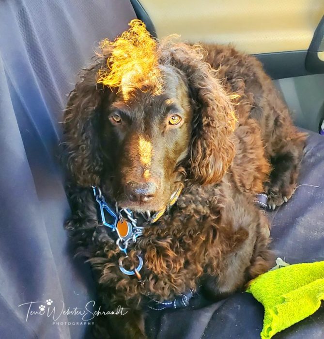 Boykin Spaniel forelock