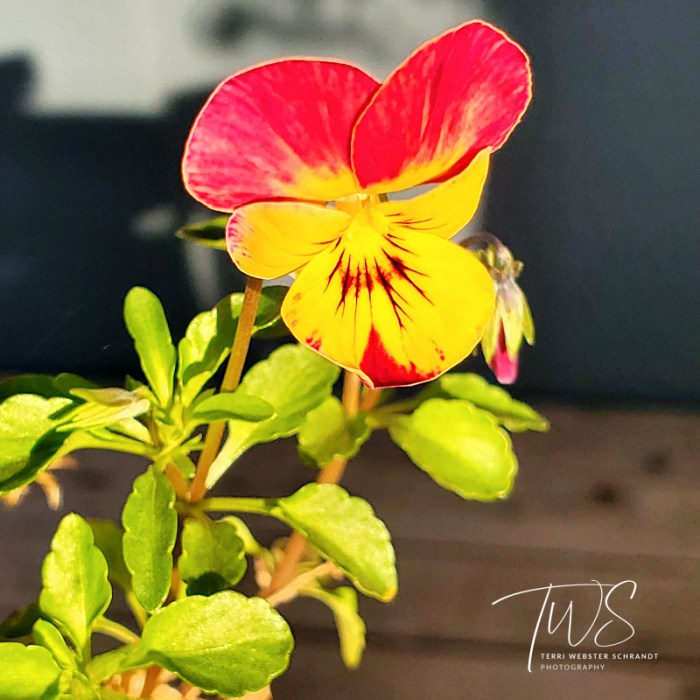 Vivid Pansy