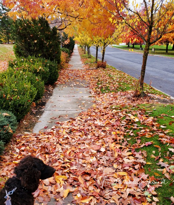 Park path dog photobomb