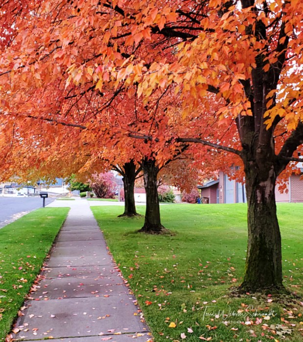Suburban Autumn Sidewalk