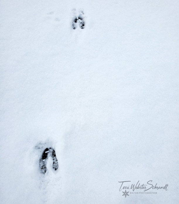 Deer hoof prints