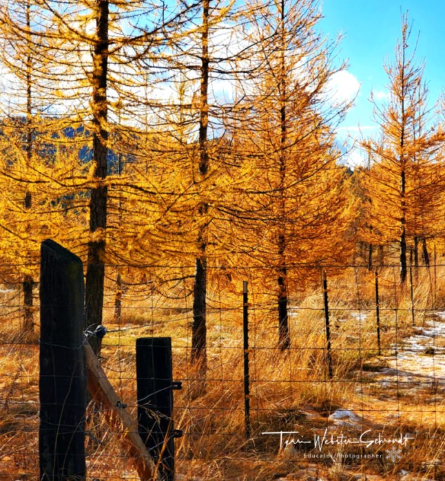 Yellow larches, brown fences
