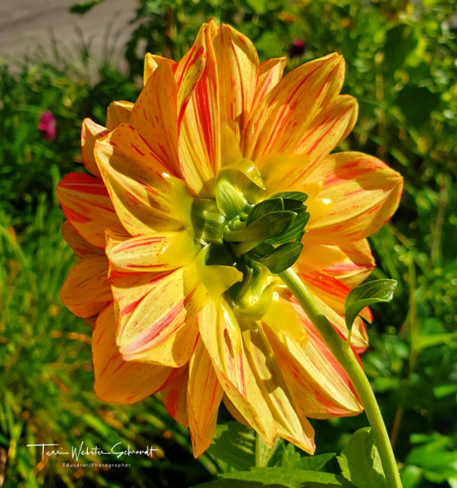 orange and yellow dahlia