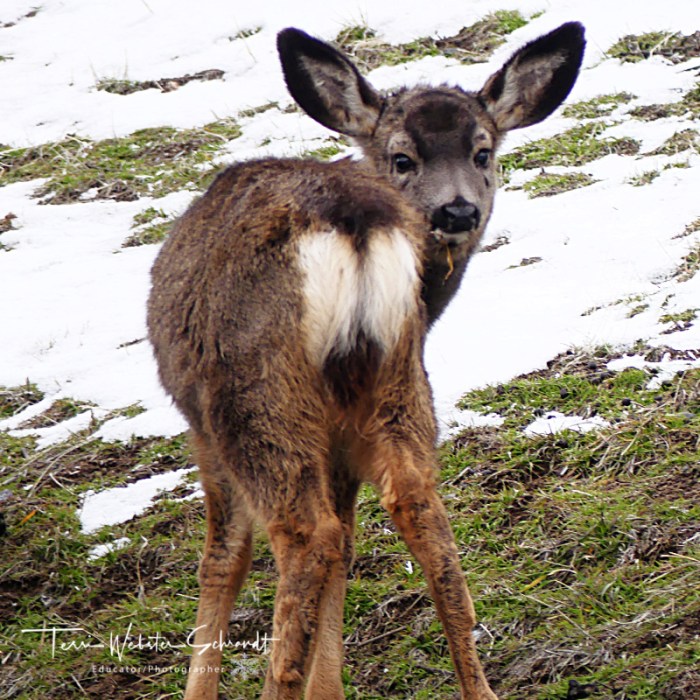 Mule Deer Fawn