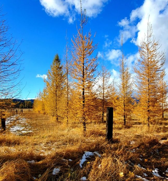 Yellow Western Larch