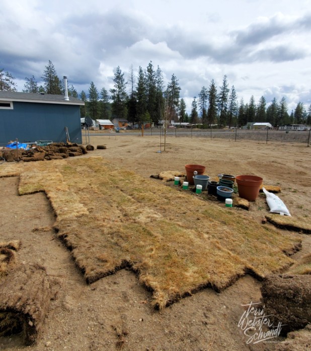 Free sod for the backyard