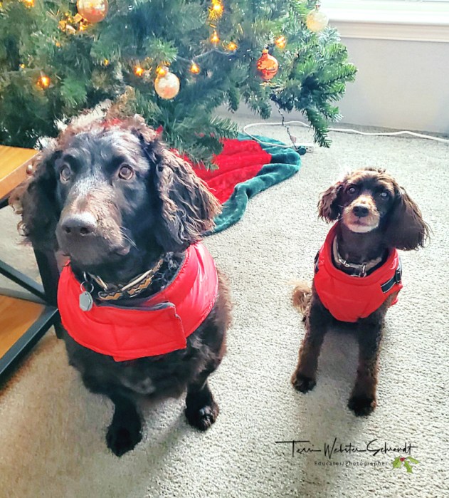 two brown spaniels