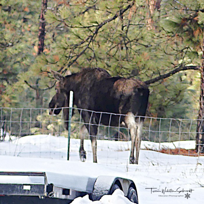 Moose on the Loose