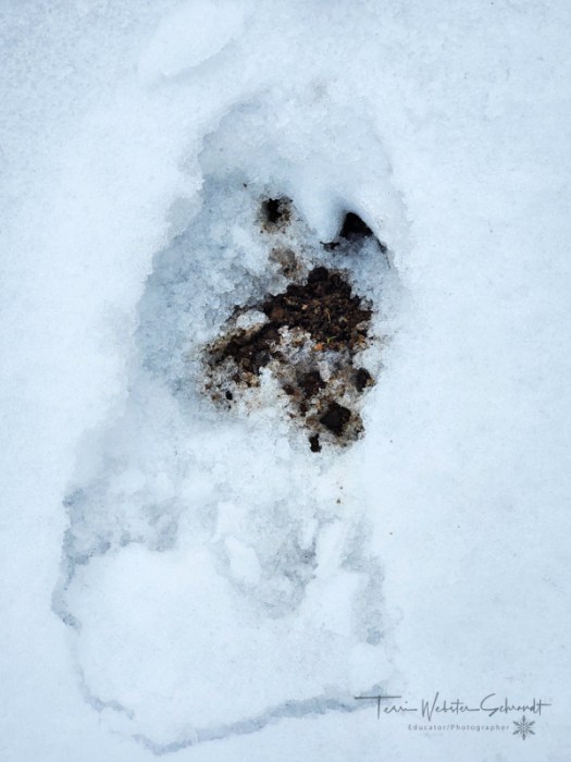 Big moose track