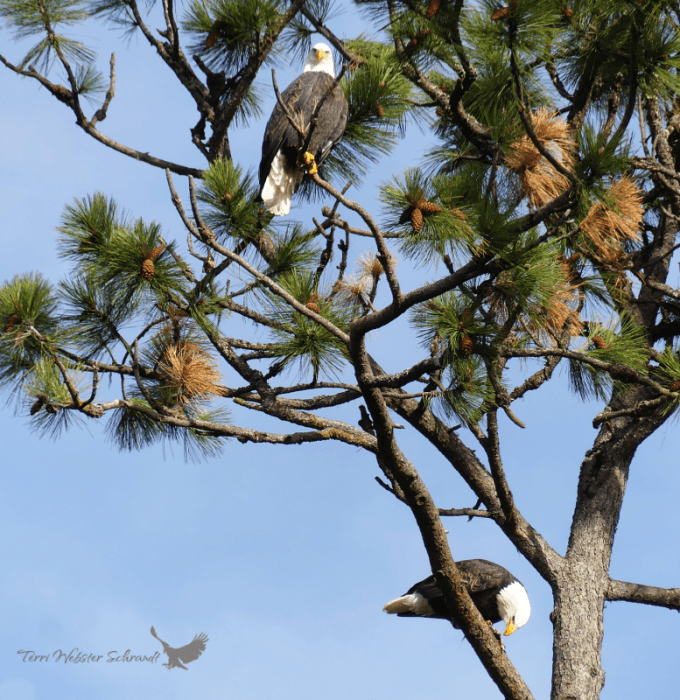 two bald eagles