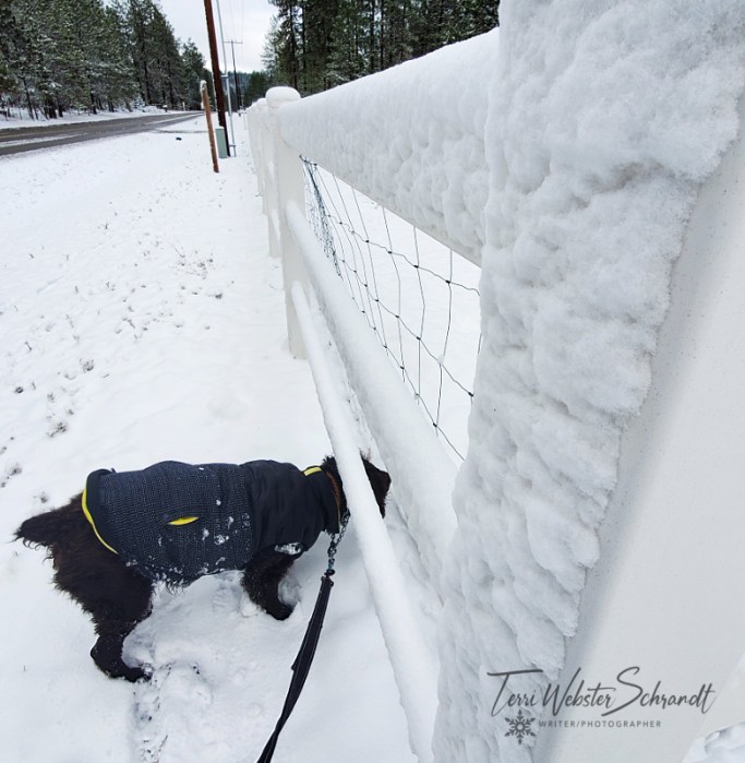 Frosty Fence