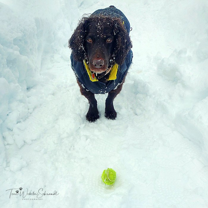 Brodie and Frosty Ball