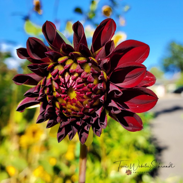 Red Dahlia