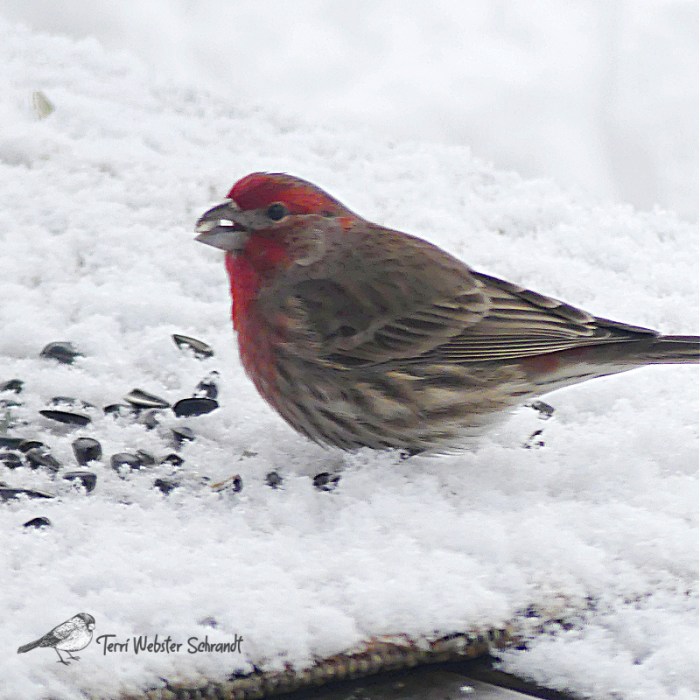 Purple finch feeding