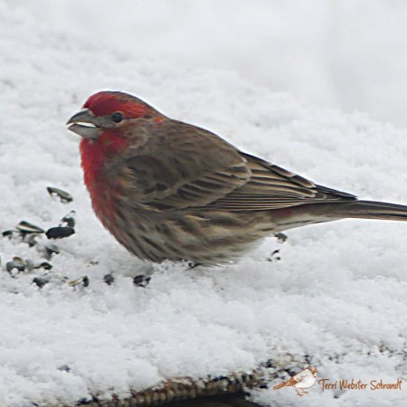 Male house finch