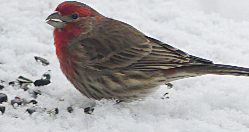 Male house finch