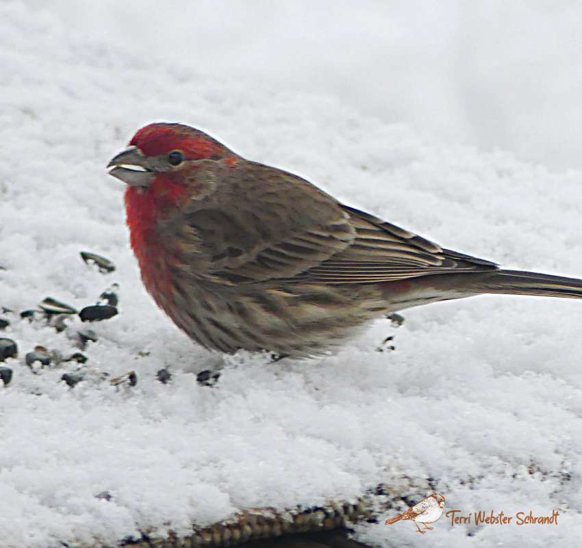 Sunday Stills: Watching and Feeding the&nbsp;#Birds