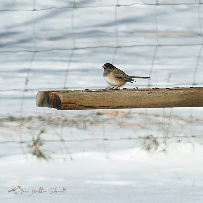 Dark-Eyed Junco Feeding Banquet Style